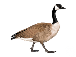 canada goose (+ subspecies)